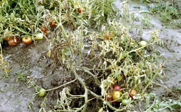 Fusariums