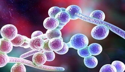 Candida sēnīte